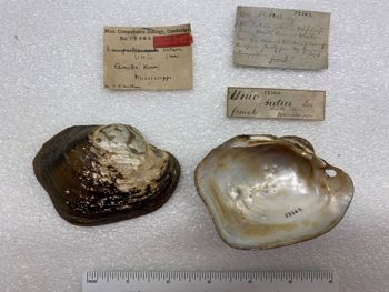 Media type: image; Malacology 53862   Description: specimens and labels for Mala 53862;